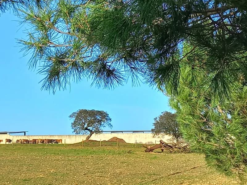 Investment Opportunity: Dream Homefall with 274 ha of Natural Beauty in the Lower Alentejo