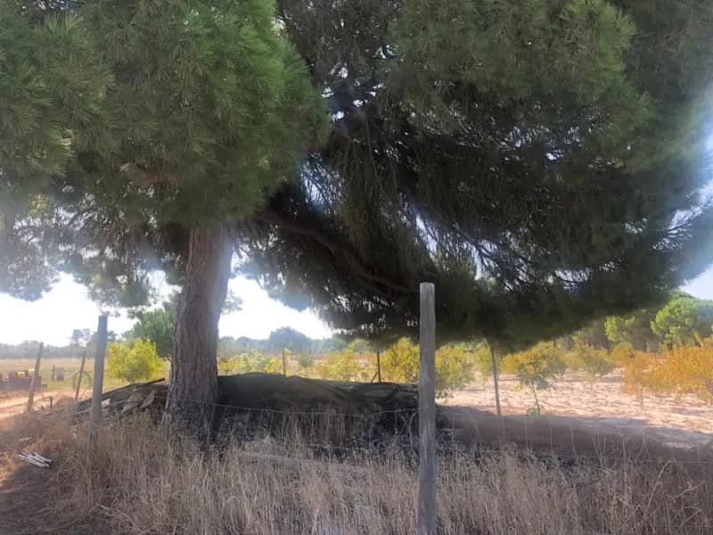 Farm with swimming pool in Torrao 15 hectares