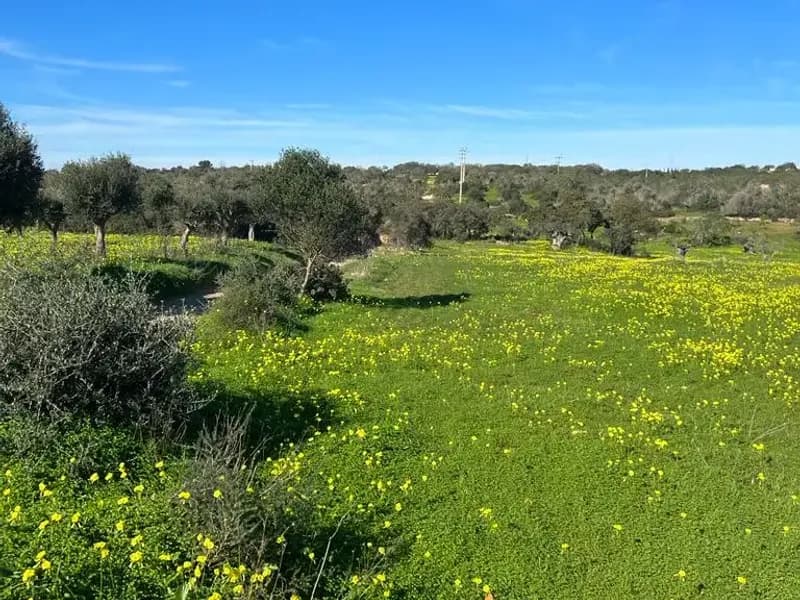 Magnificent property for investment in Albufeira
