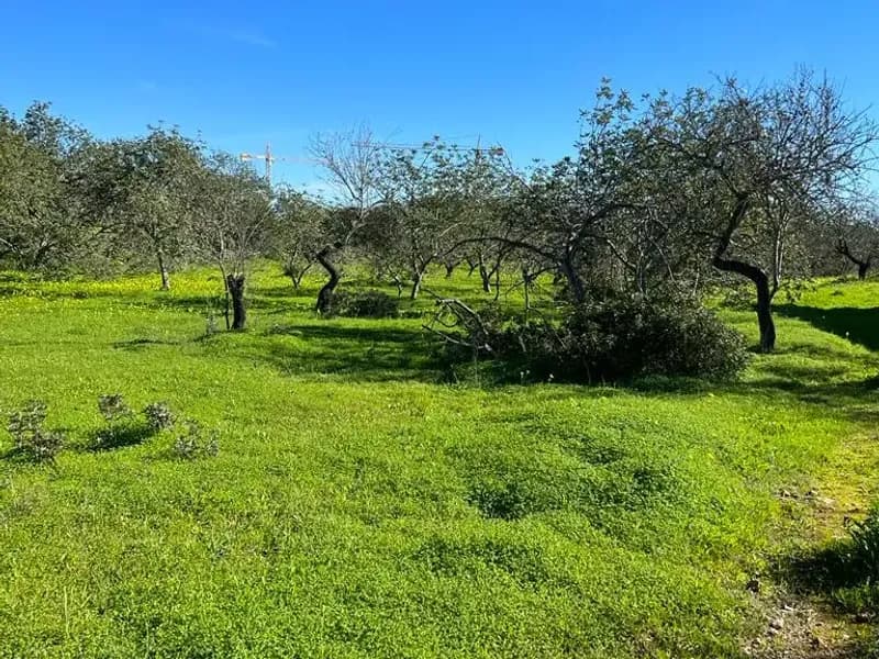 Farm with ruin to recover in Albufeira