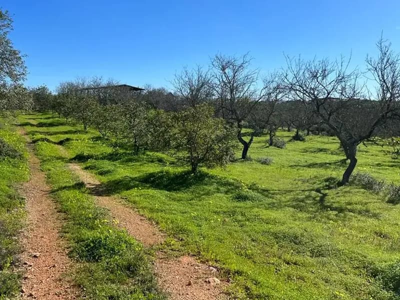 Farm with ruin to recover in Albufeira