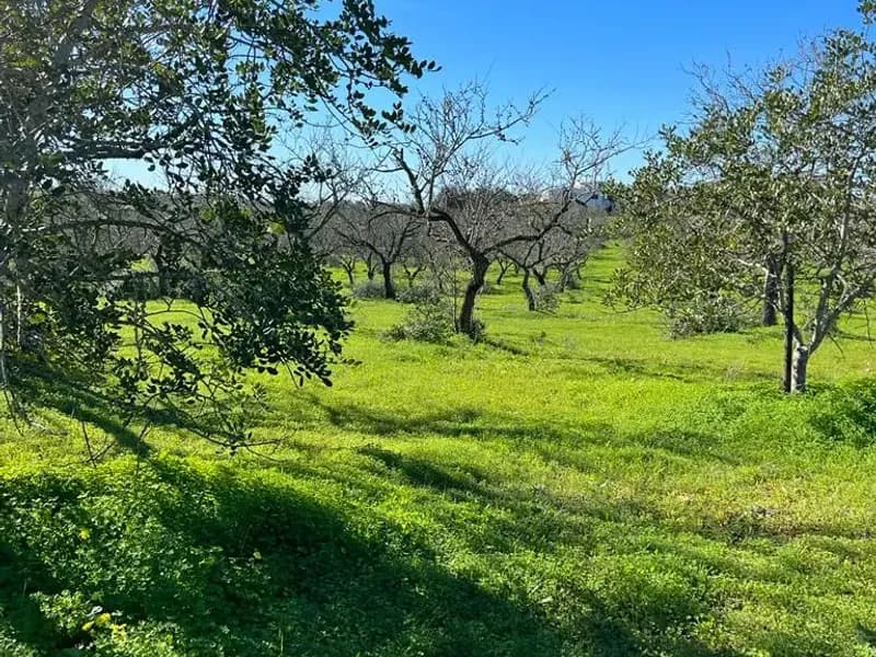 Farm with ruin to recover in Albufeira