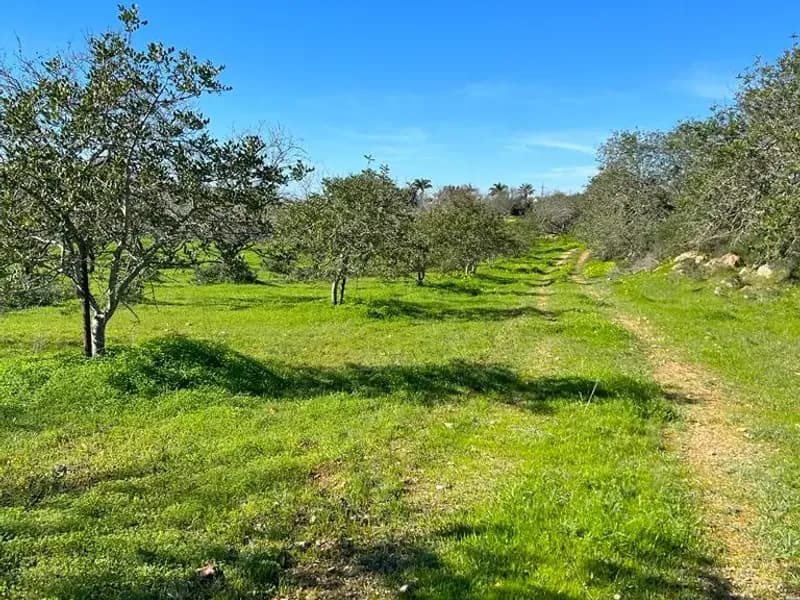 Farm with ruin to recover in Albufeira